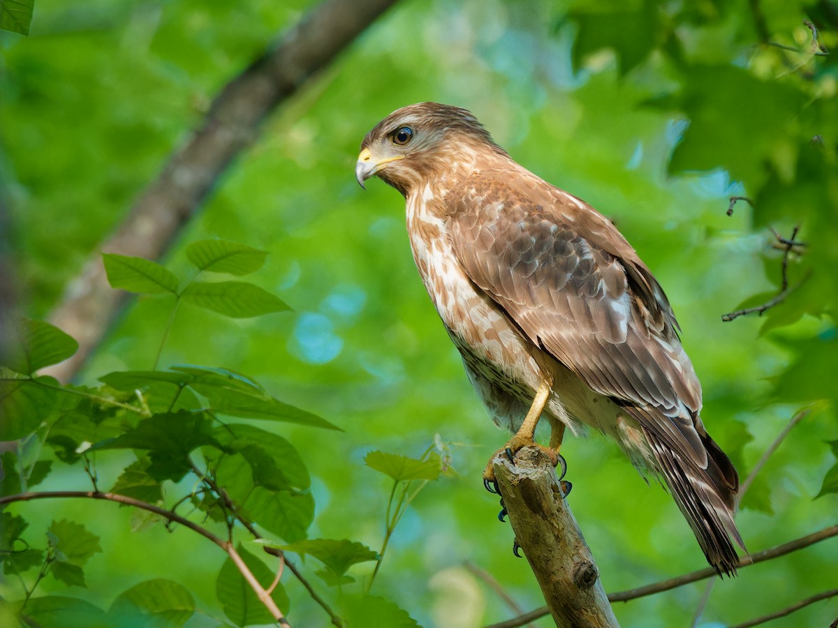 Red-shouldered Hawk - ML617681955