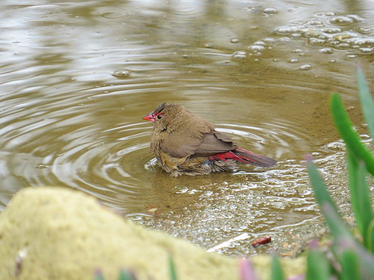 Red-billed Firefinch - ML617681966