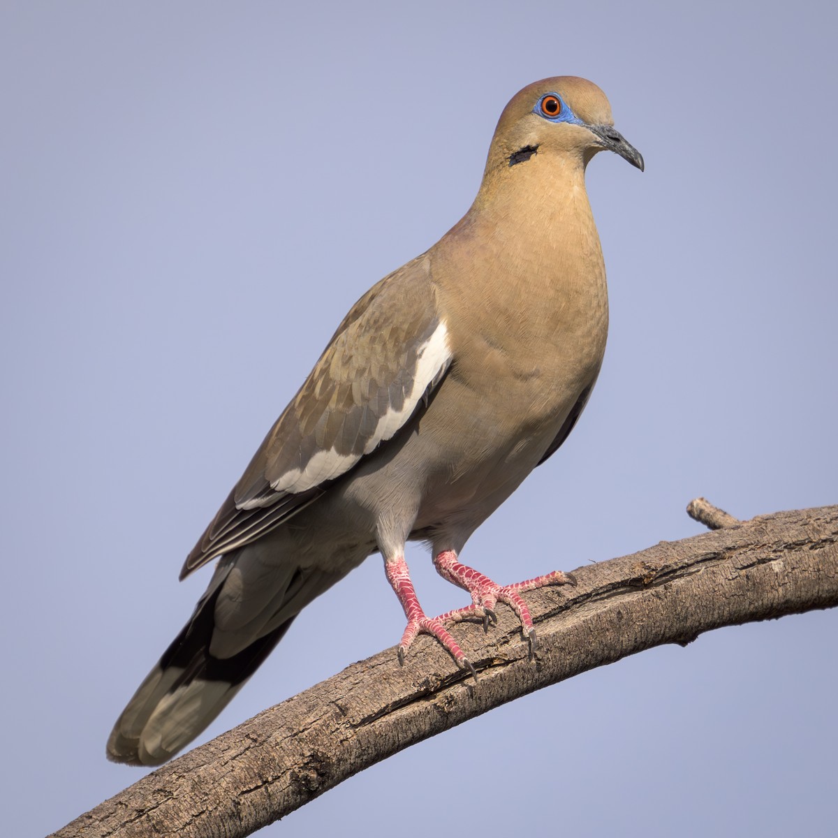 White-winged Dove - ML617681979