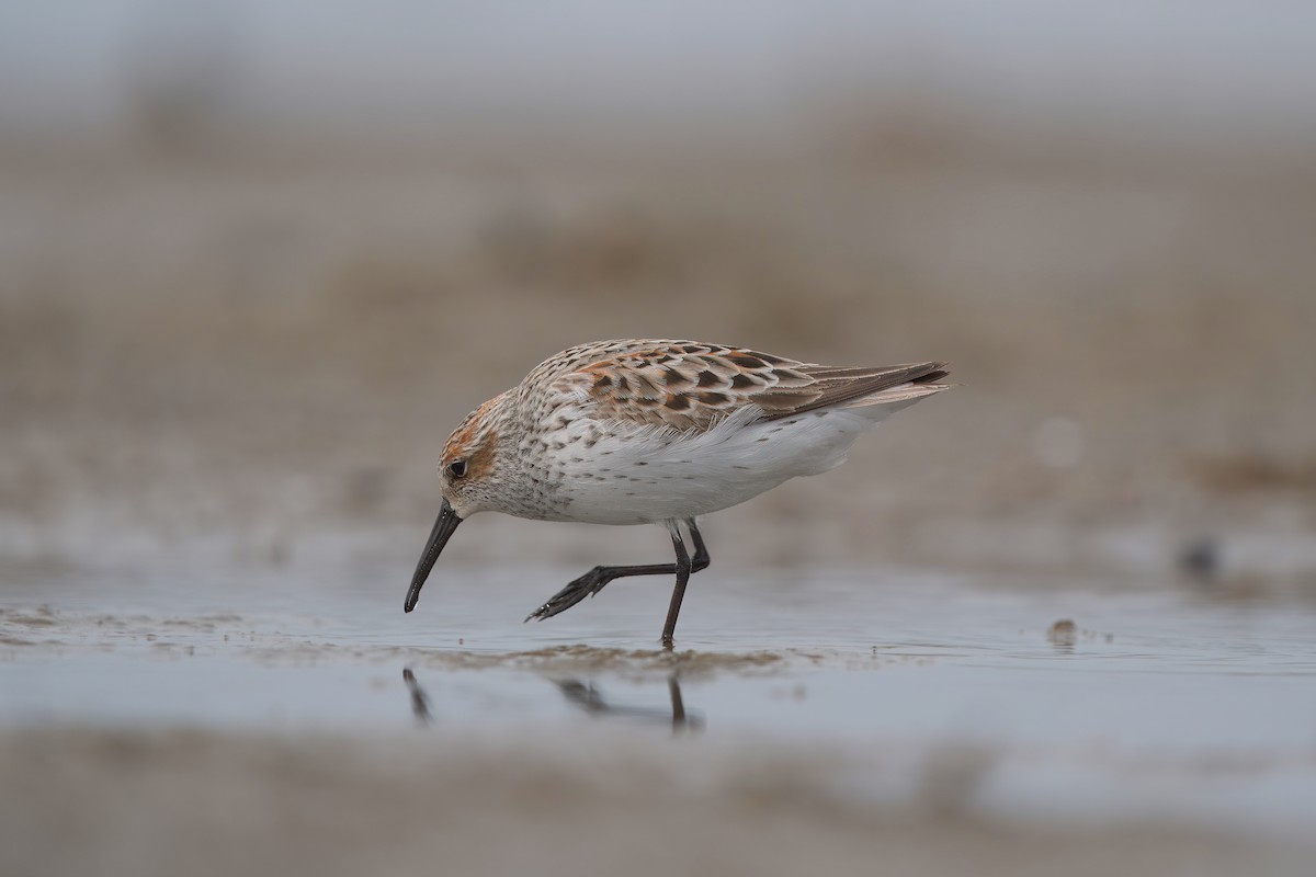 Western Sandpiper - ML617681985