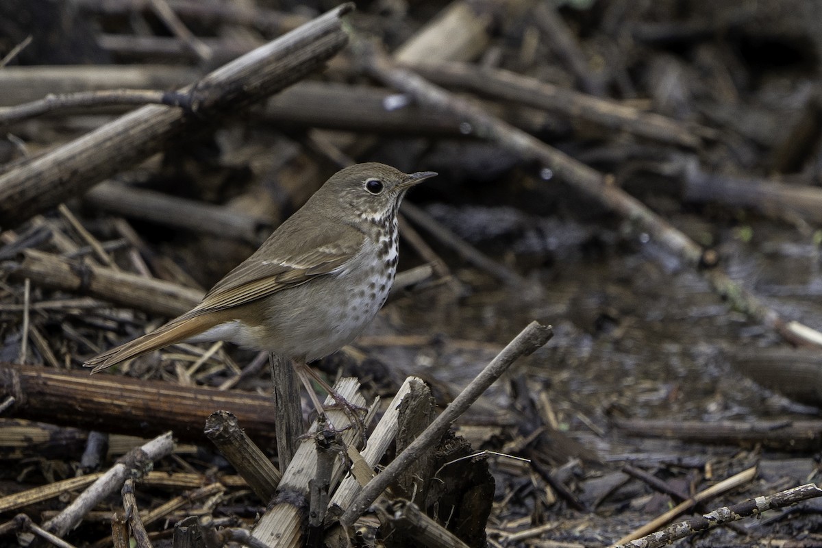 Hermit Thrush - ML617682010