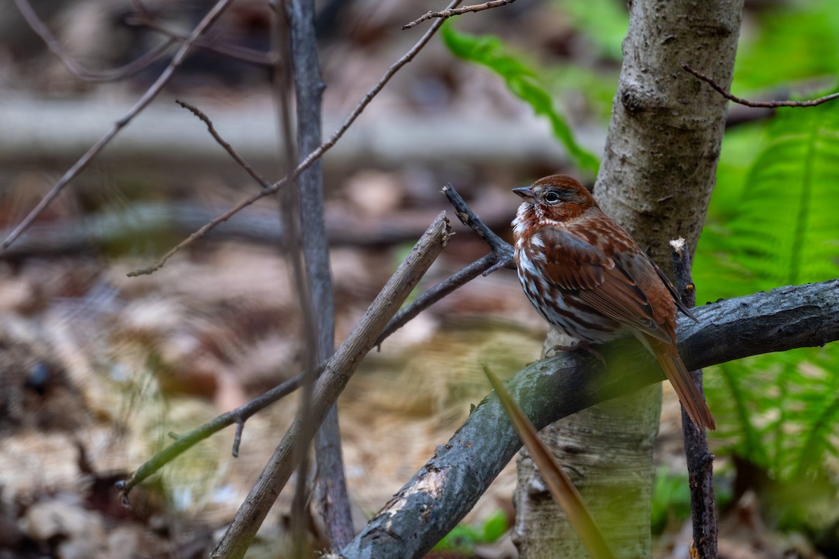 Fox Sparrow - ML617682013