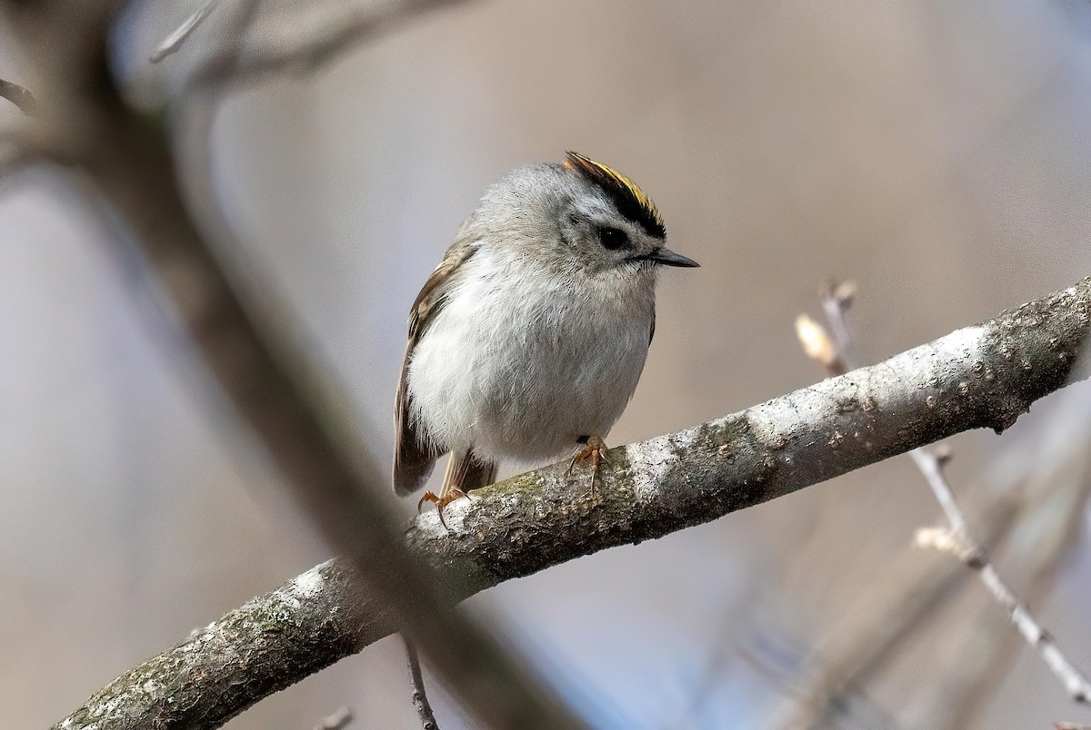 Golden-crowned Kinglet - ML617682016