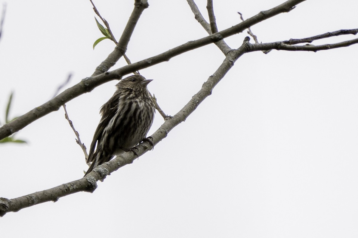 Pine Siskin - ML617682028