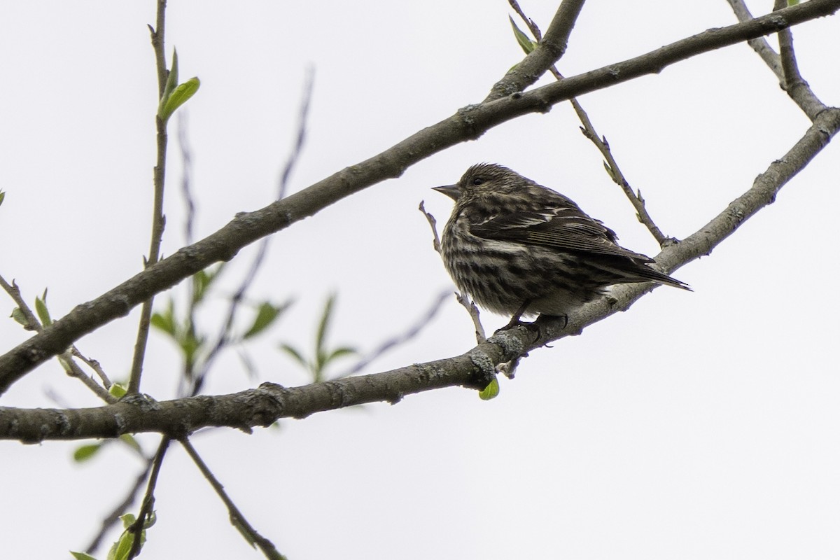 Pine Siskin - ML617682029