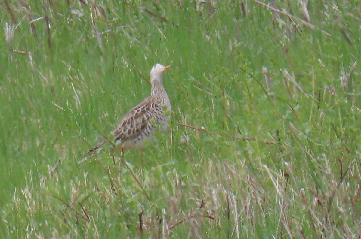 Upland Sandpiper - ML617682031