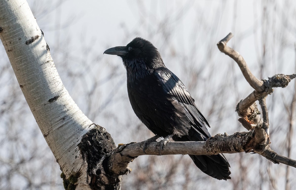 Common Raven - ML617682035