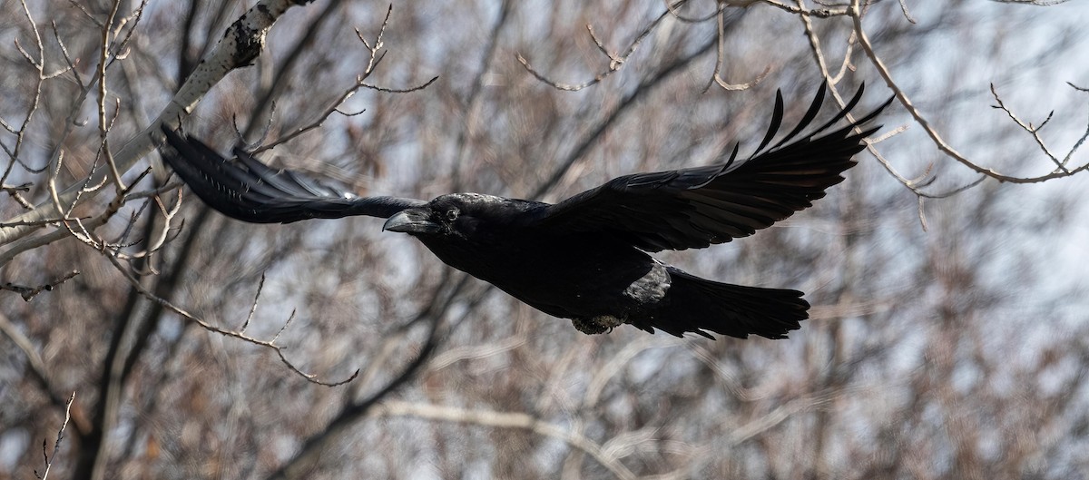 Common Raven - ML617682036