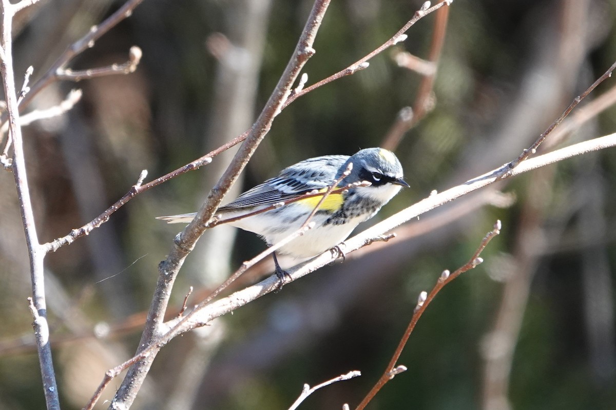 Yellow-rumped Warbler (Myrtle) - Patty Rose