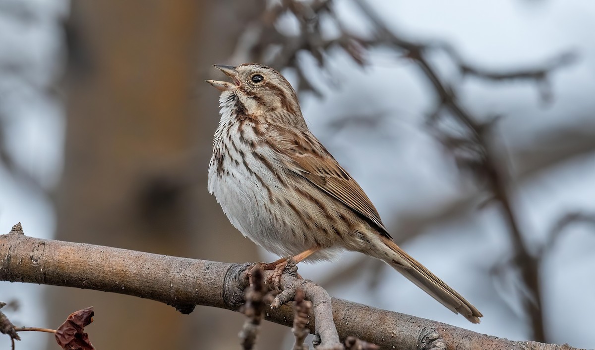 Song Sparrow - ML617682058