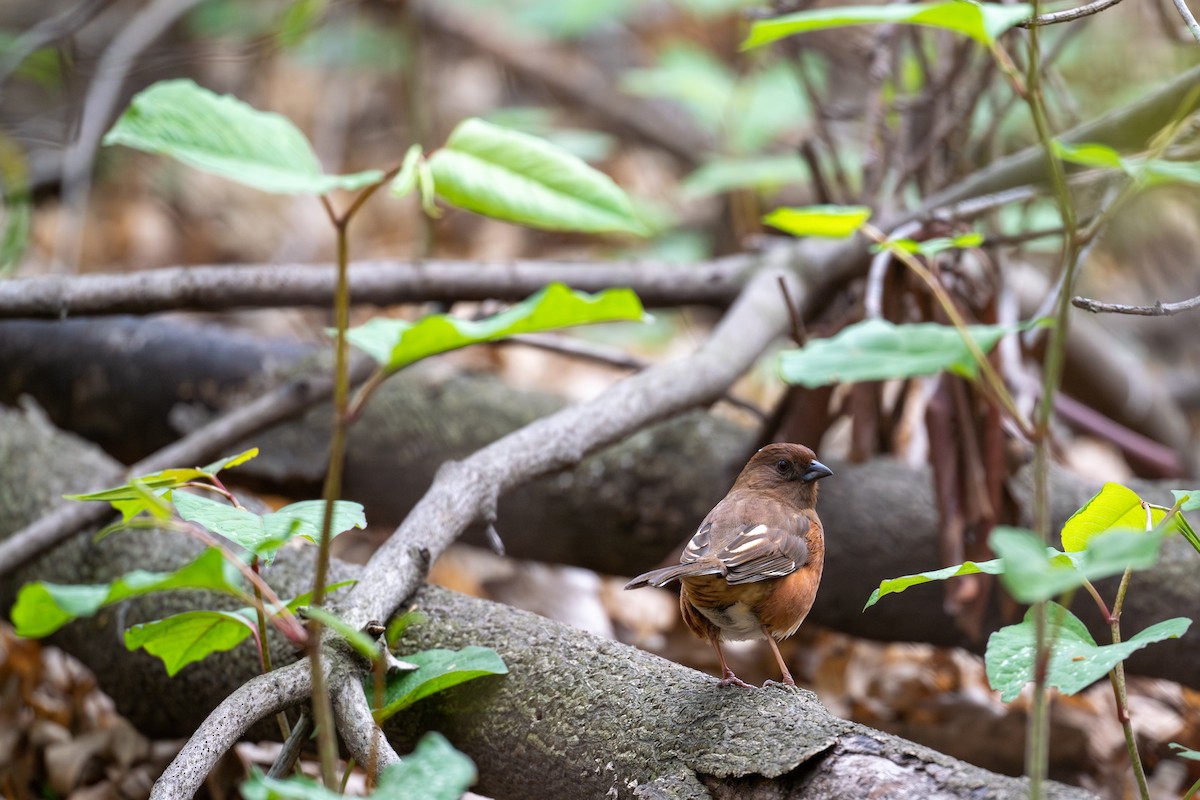 Eastern Towhee - ML617682086