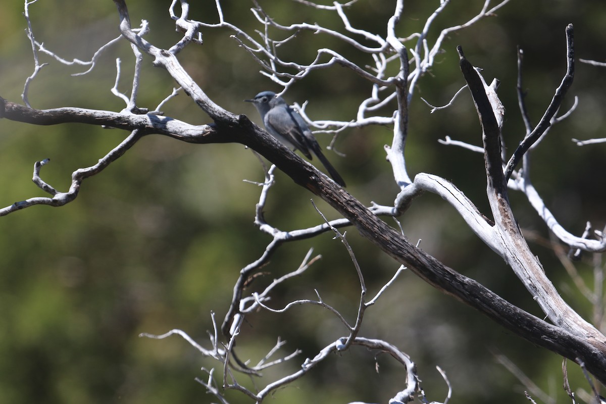 Blue-gray Gnatcatcher - ML617682093