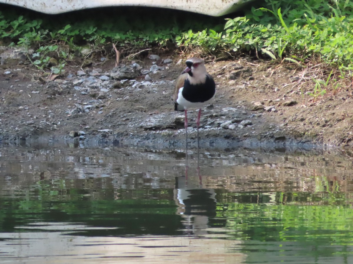 Southern Lapwing - ML617682094