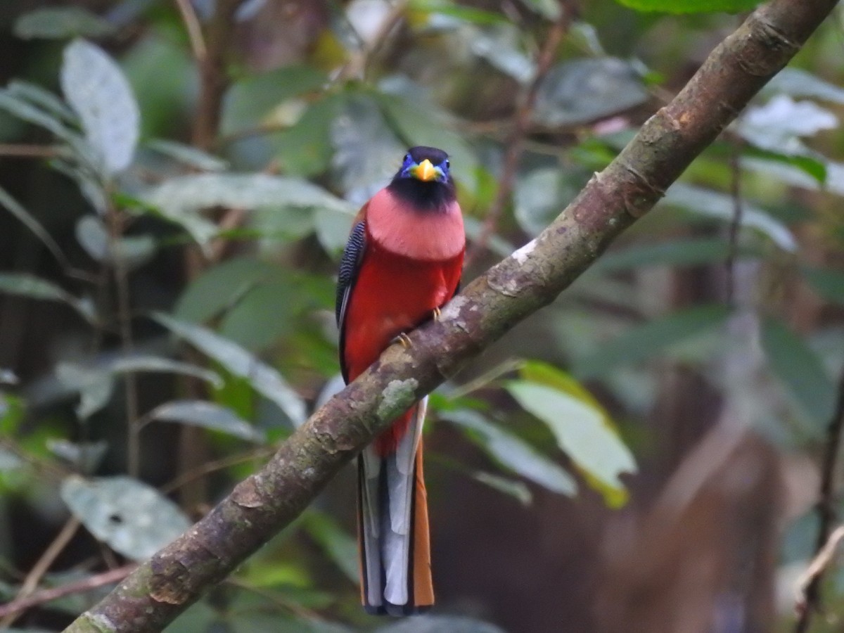 rosenbrysttrogon - ML617682111