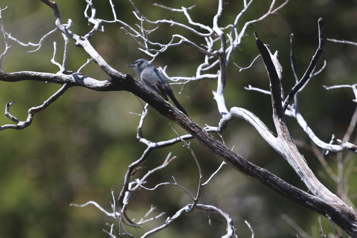 Blue-gray Gnatcatcher - ML617682112