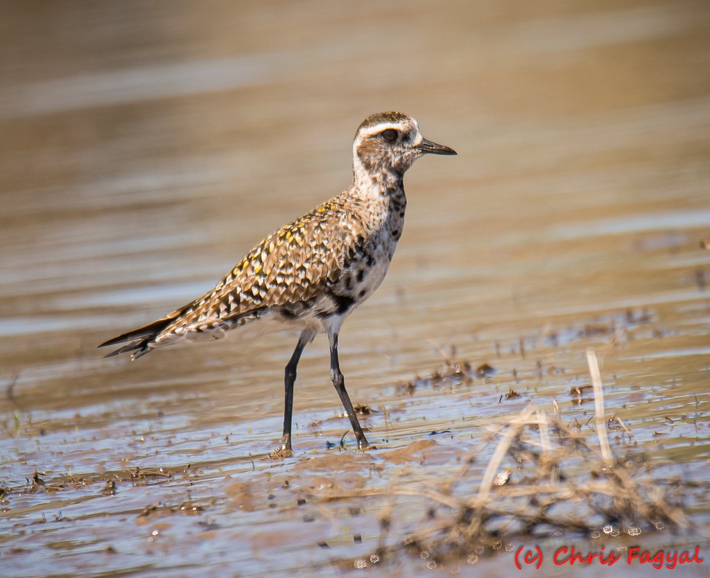 American Golden-Plover - ML617682128