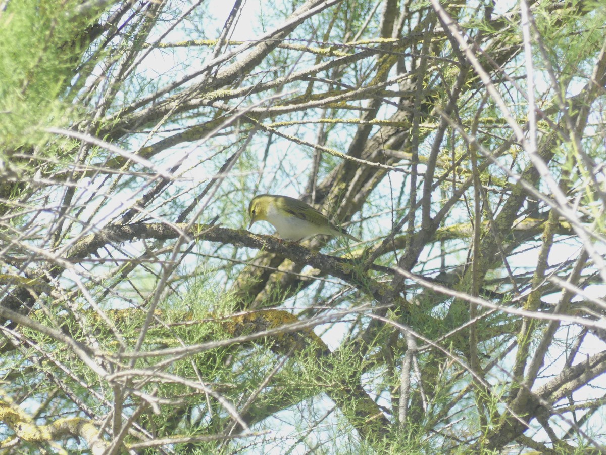 Wood Warbler - ML617682152