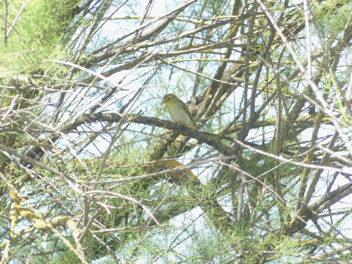 Wood Warbler - ML617682154