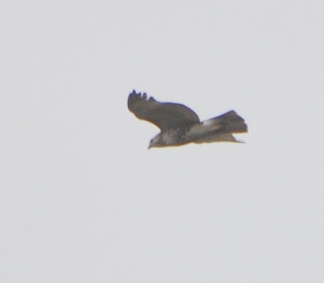 Red-tailed Hawk - ML617682156
