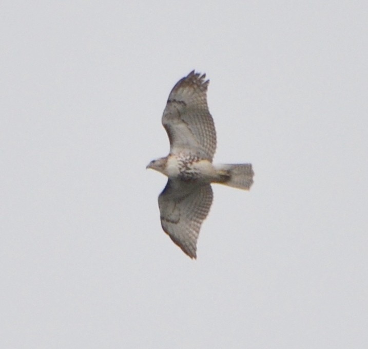 Red-tailed Hawk - ML617682157