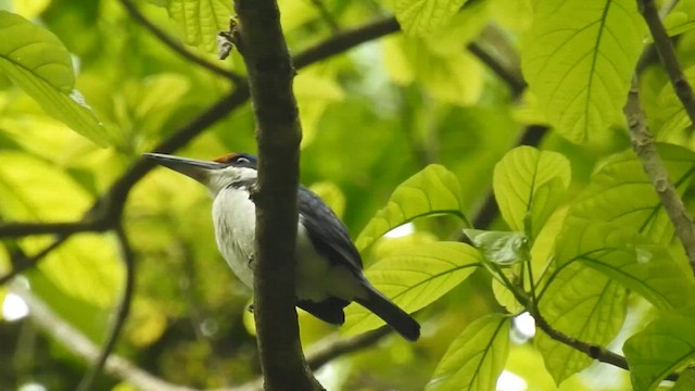 Rufous-lored Kingfisher - ML617682158