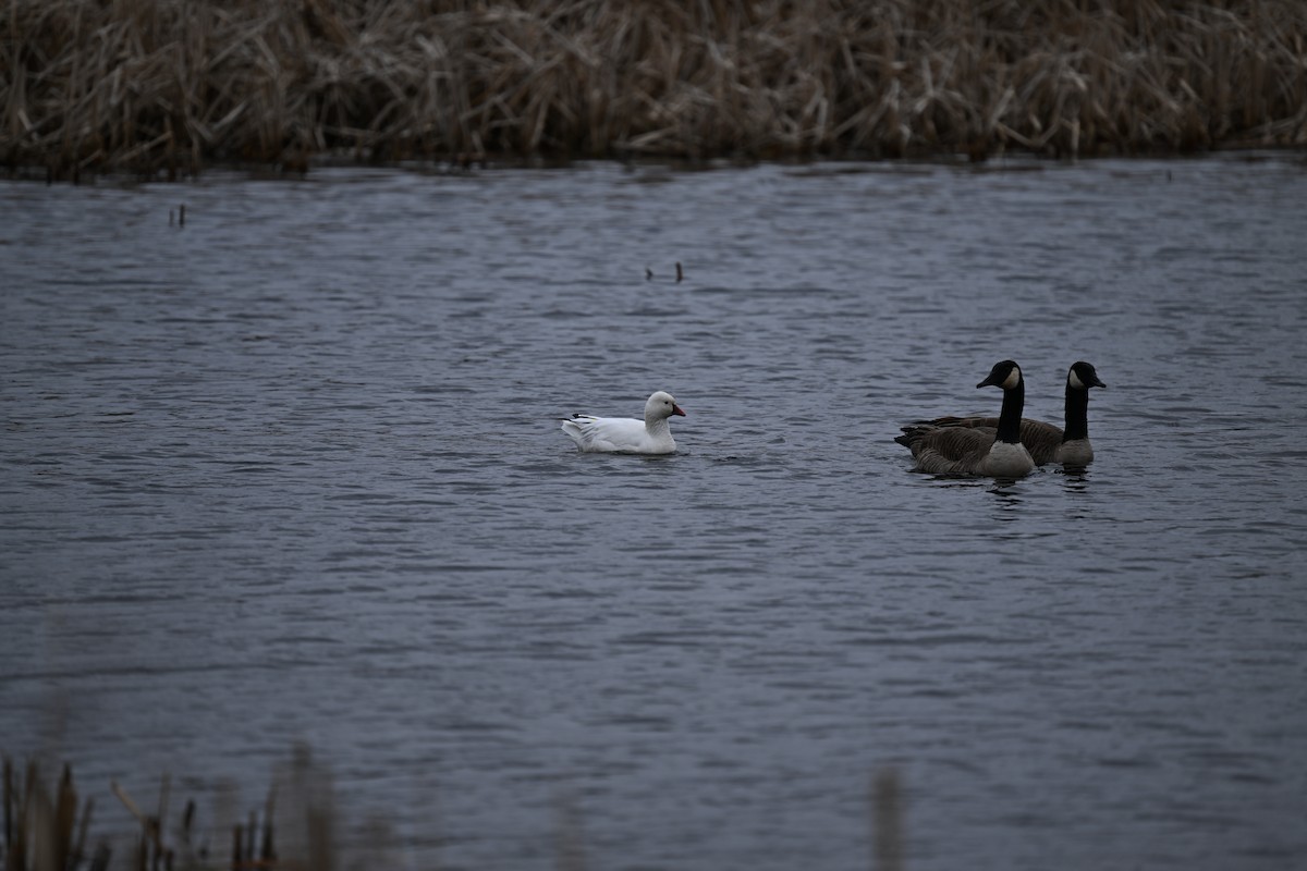 Ross's Goose - ML617682173