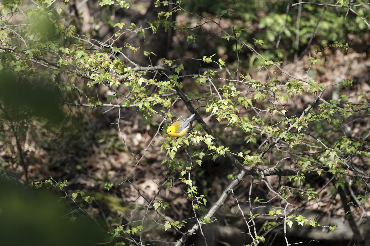 Prothonotary Warbler - ML617682216