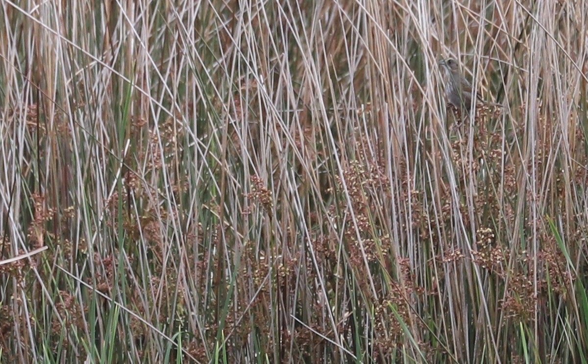 Seaside Sparrow (Atlantic) - ML617682237