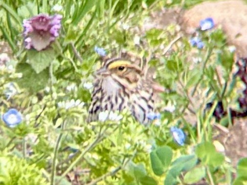 Savannah Sparrow - ML617682263