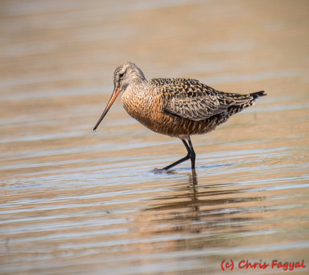 Hudsonian Godwit - ML617682286