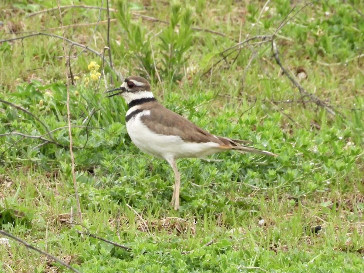 Killdeer - ML617682300