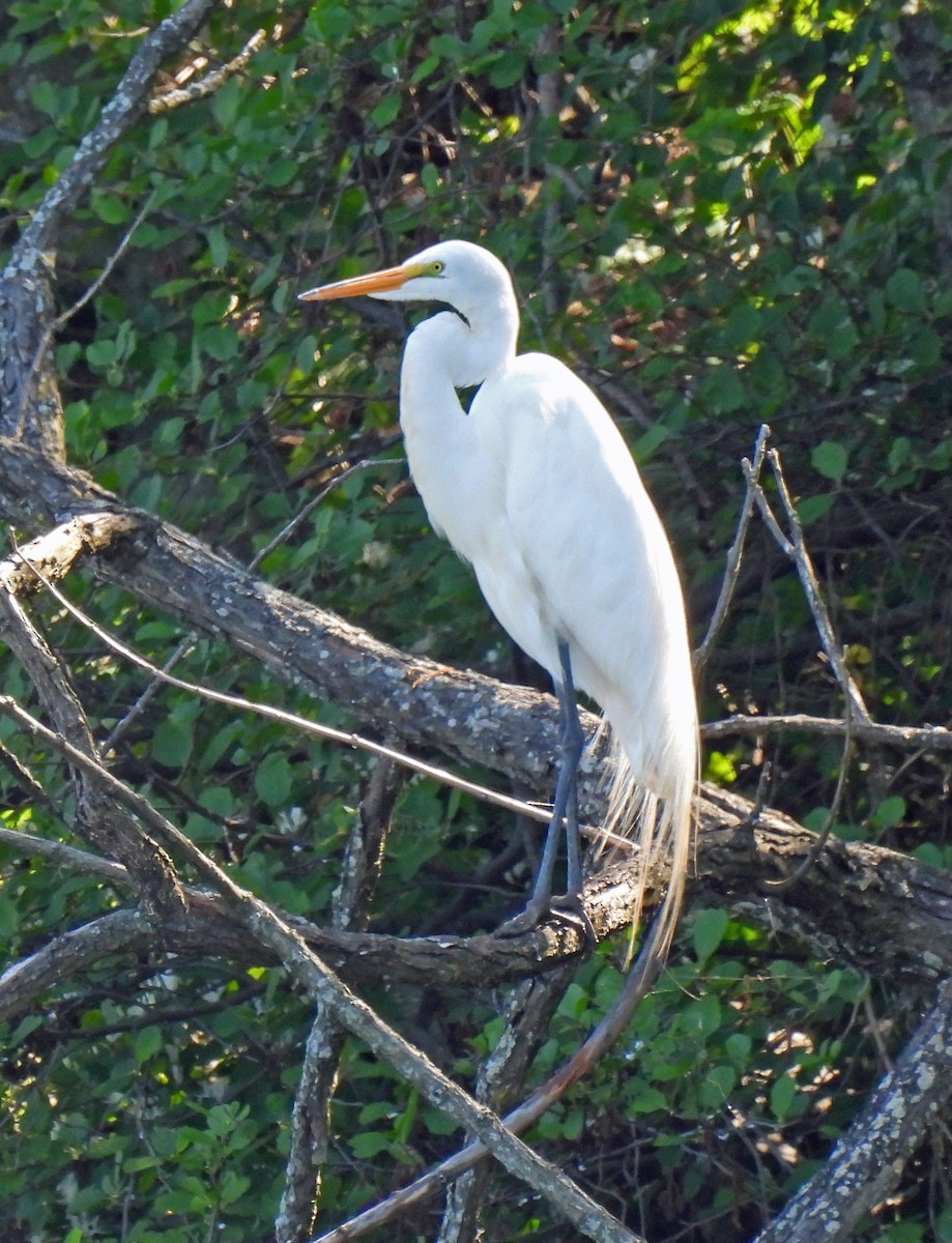 Great Egret - Nicole H