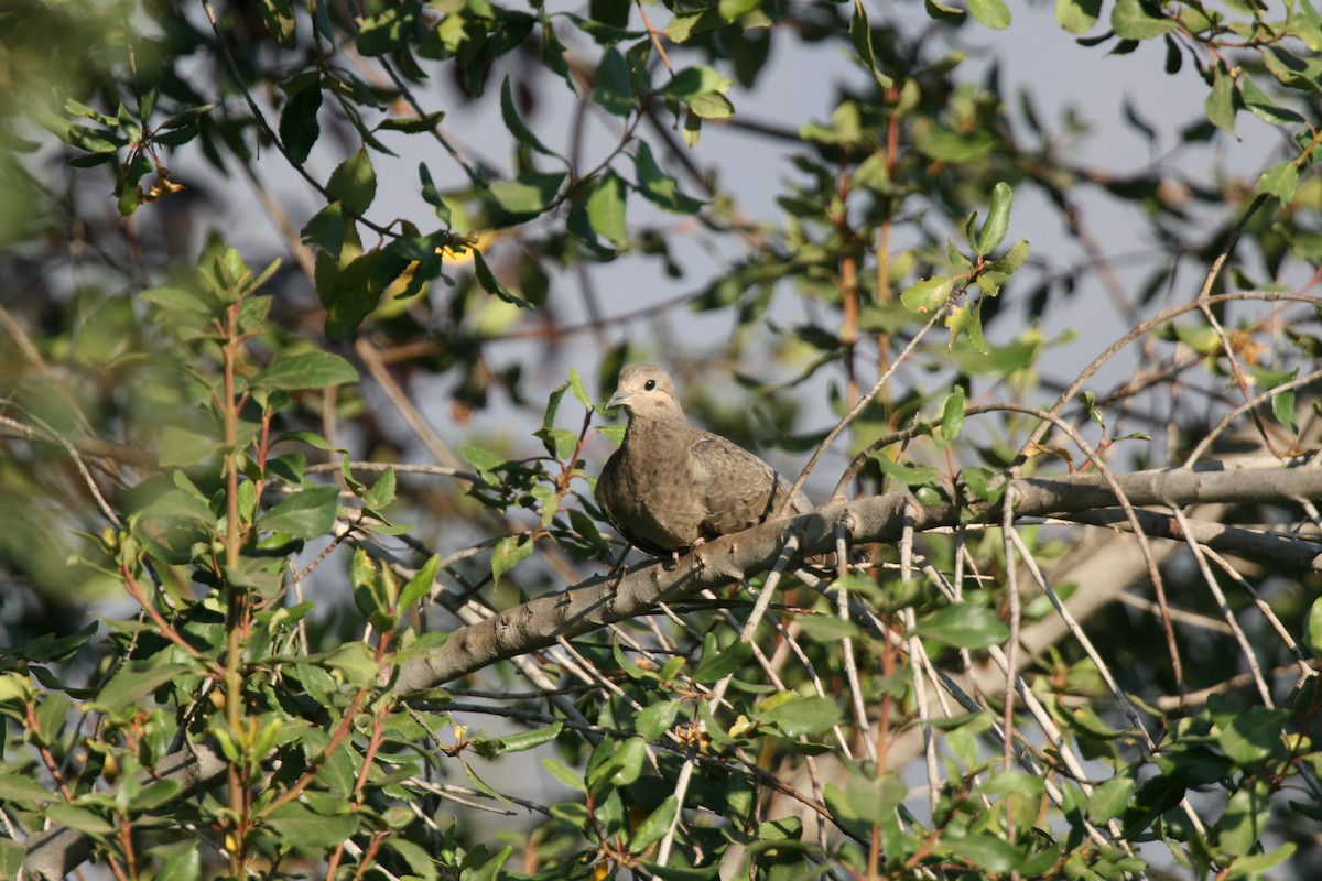 Eared Dove - ML617682340