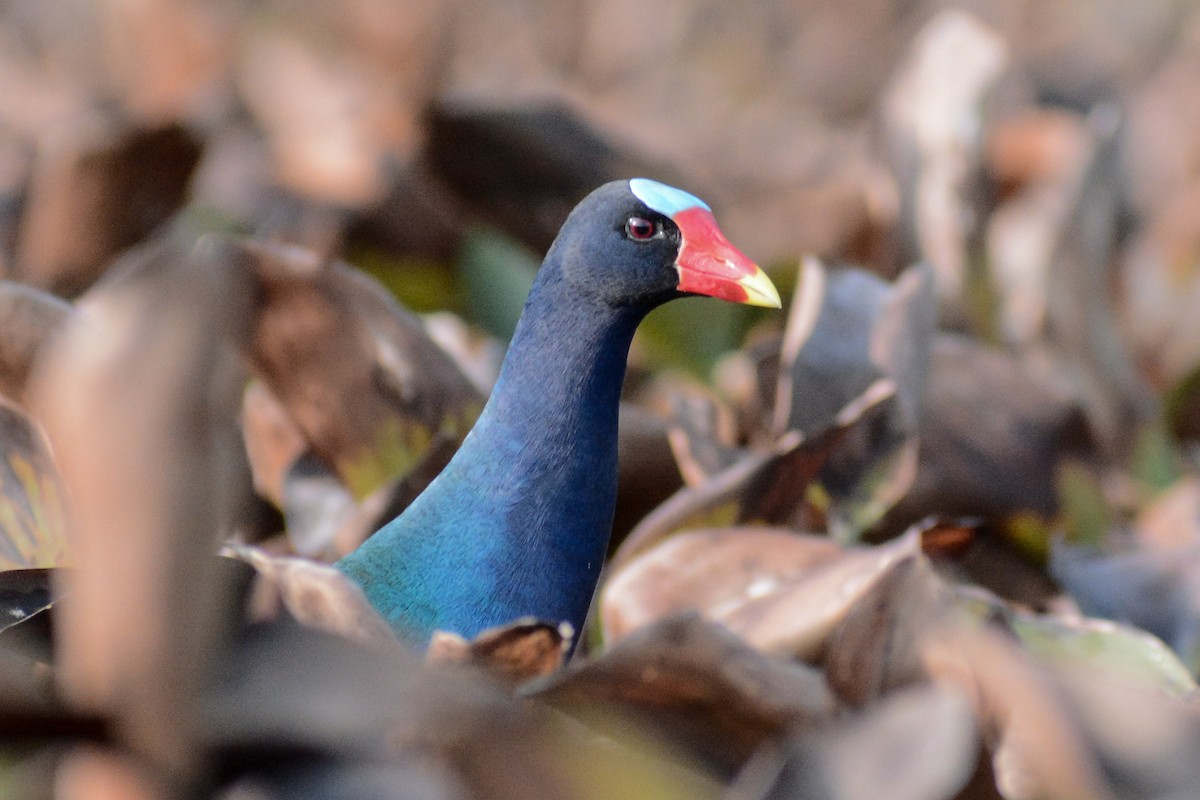 Purple Gallinule - ML617682345