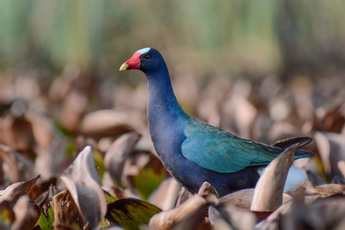 Purple Gallinule - ML617682347