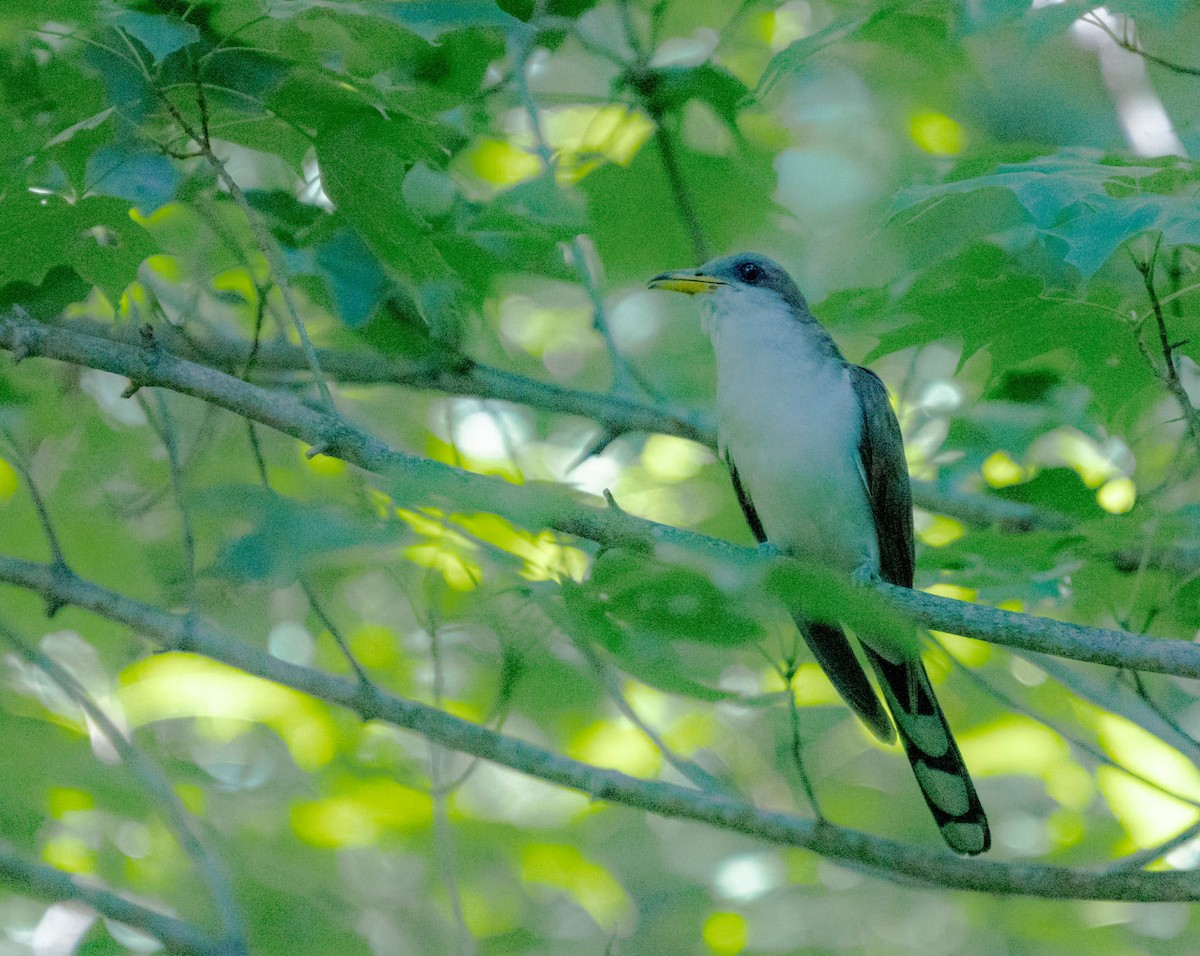 Yellow-billed Cuckoo - Abby Sesselberg