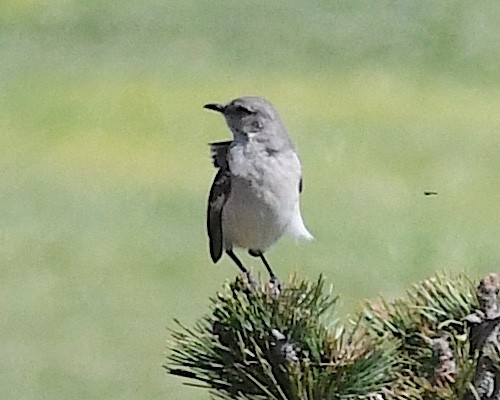 Northern Mockingbird - ML617682387