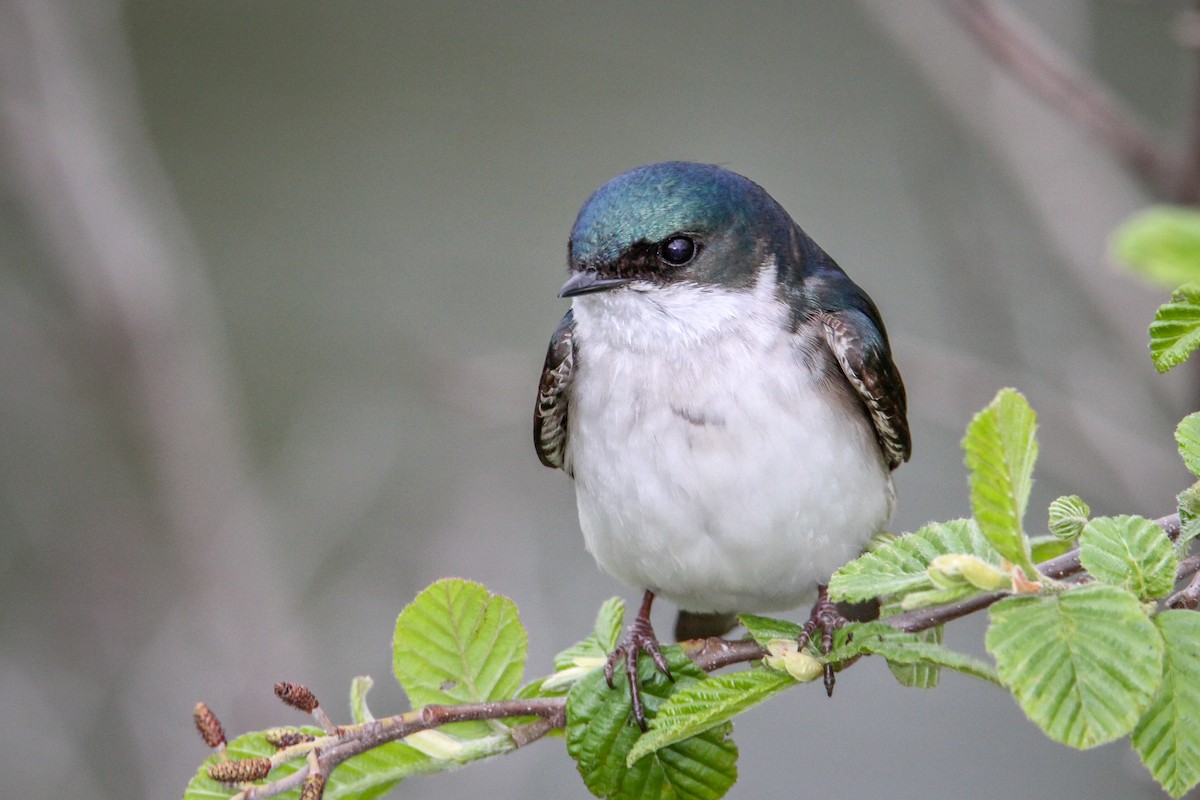 Tree Swallow - ML617682394