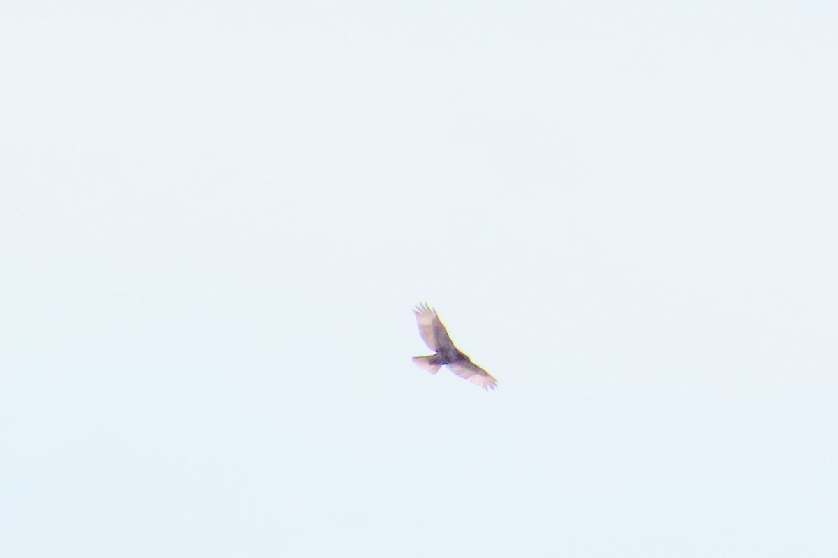 Red-tailed Hawk - Johanne Simard