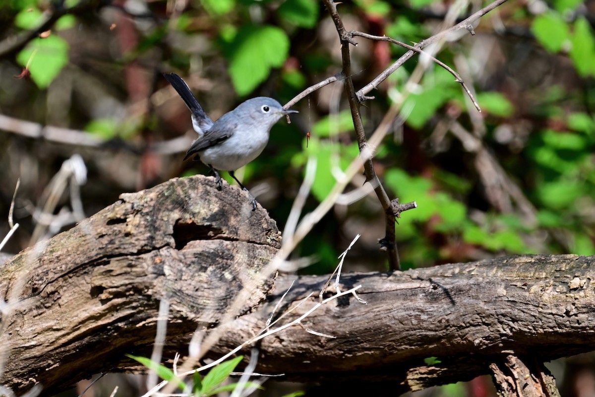 Blue-gray Gnatcatcher - ML617682440