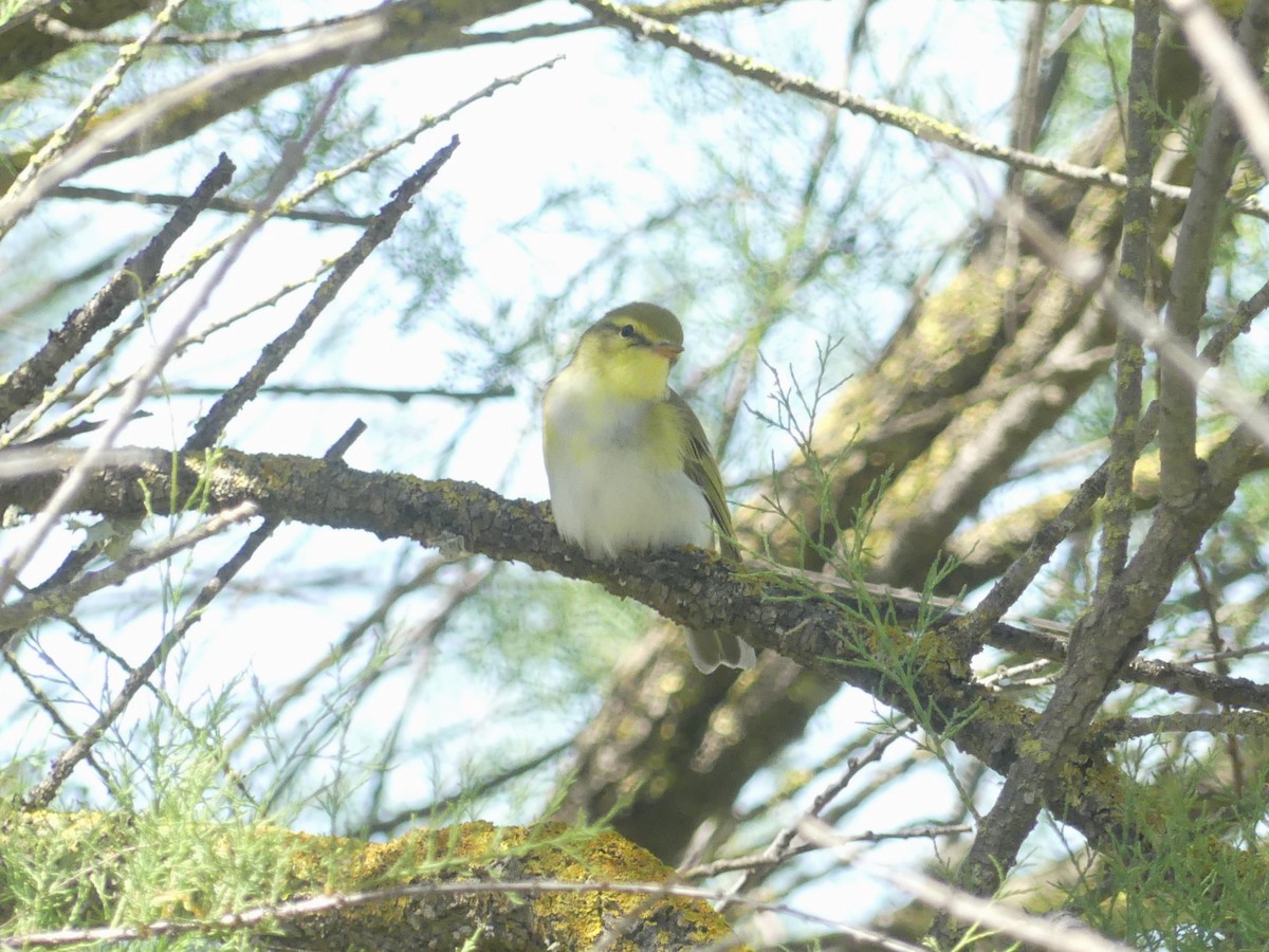 Wood Warbler - ML617682466