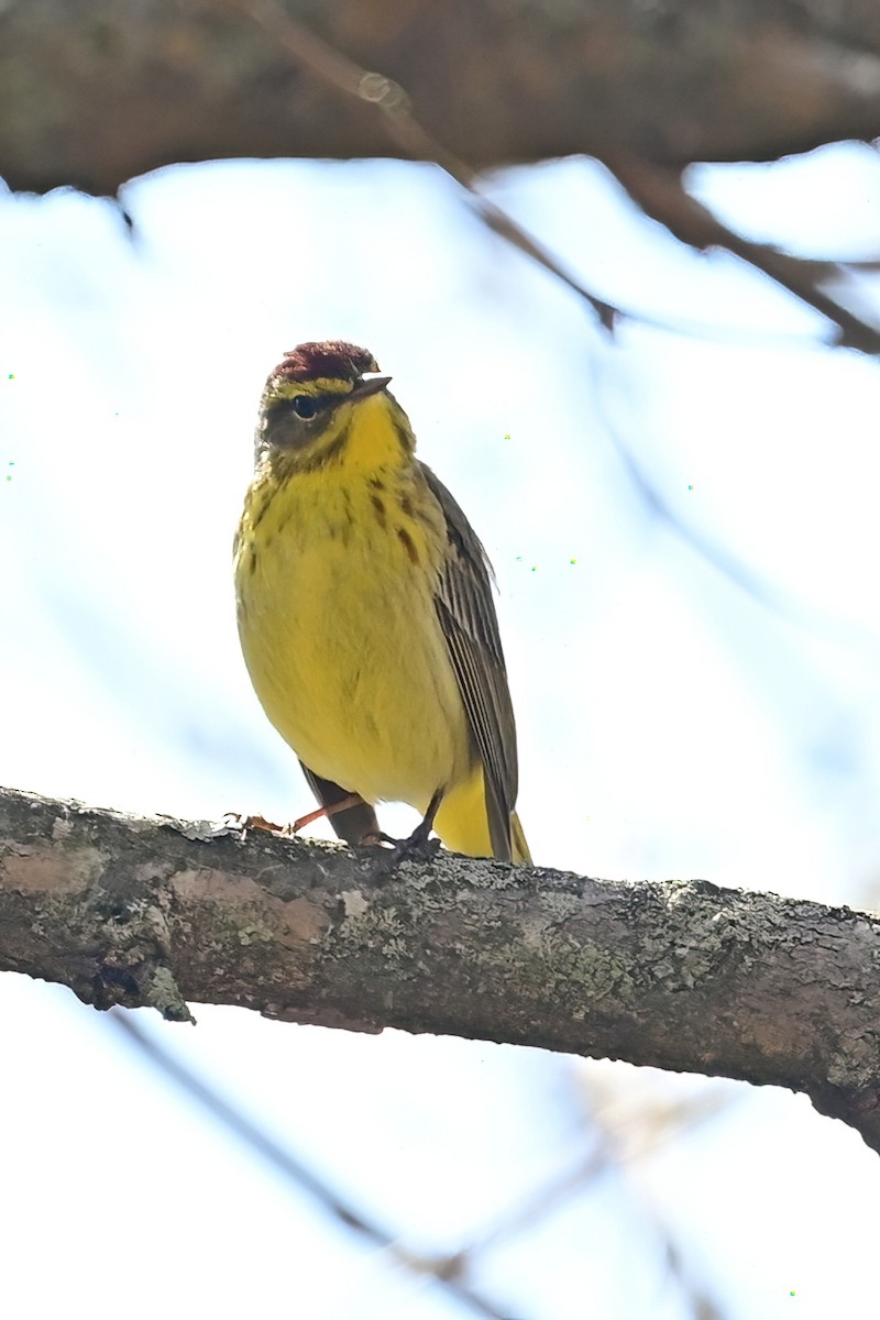 Paruline à couronne rousse - ML617682467