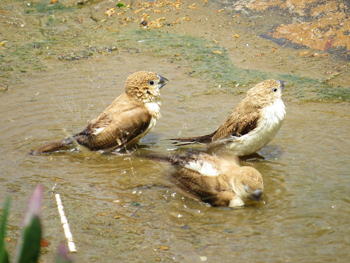 African Silverbill - ML617682488