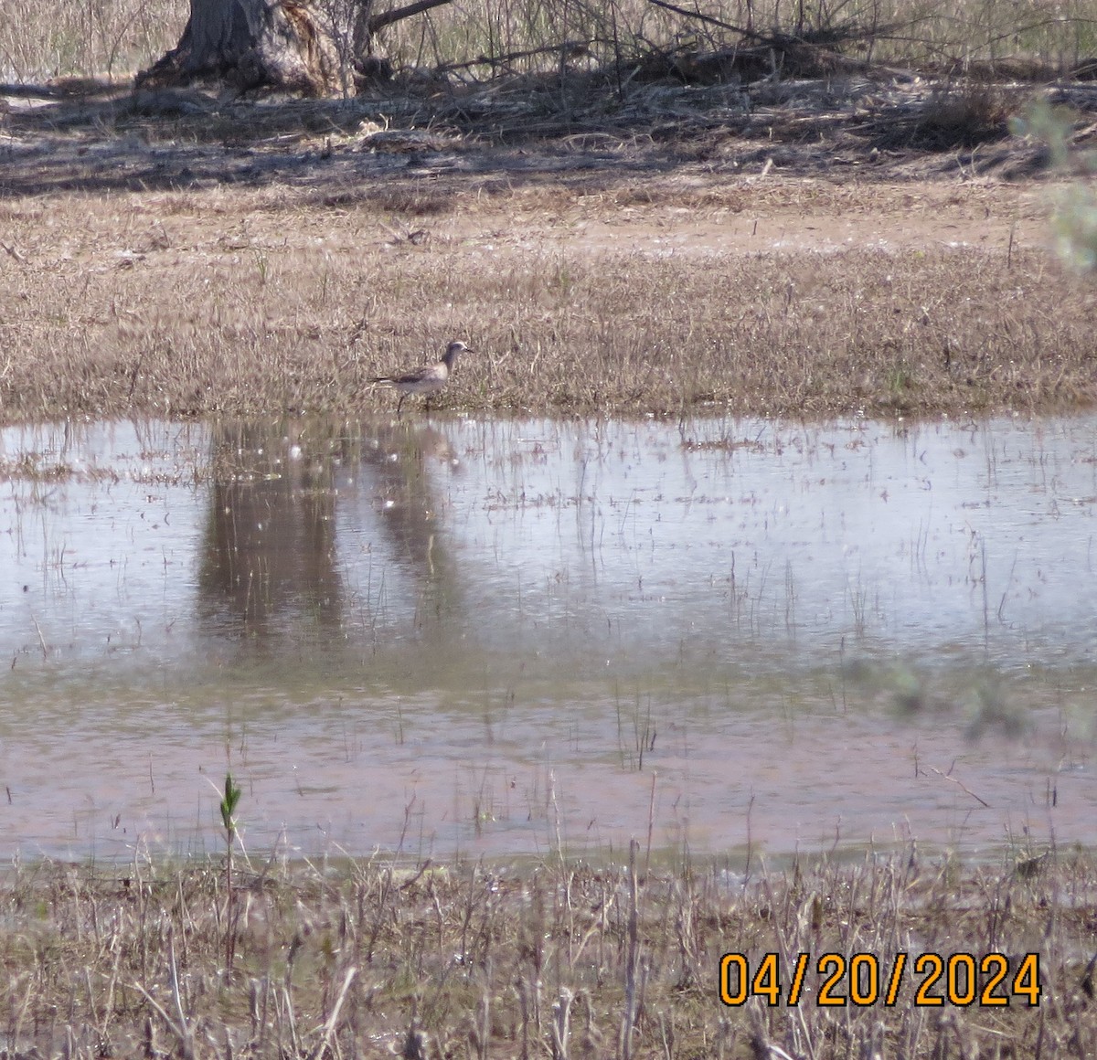 American Golden-Plover - ML617682502