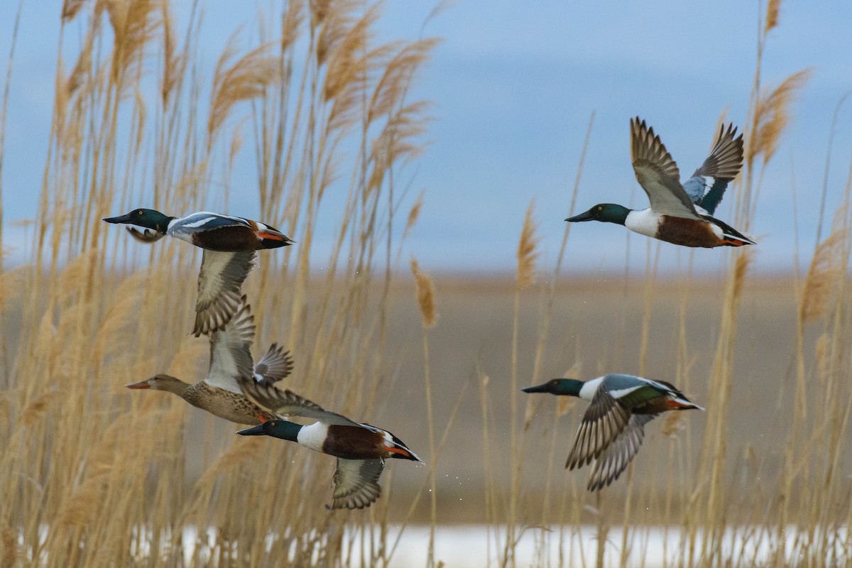 Northern Shoveler - ML617682503