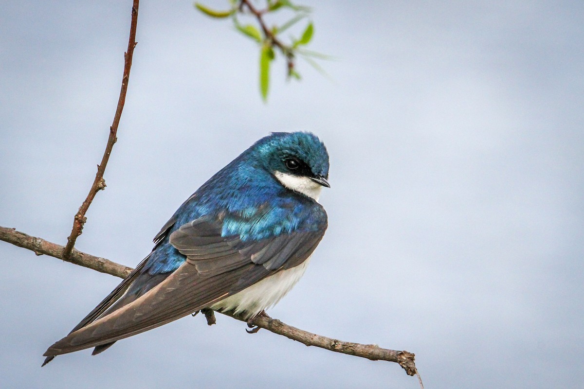 Tree Swallow - ML617682505