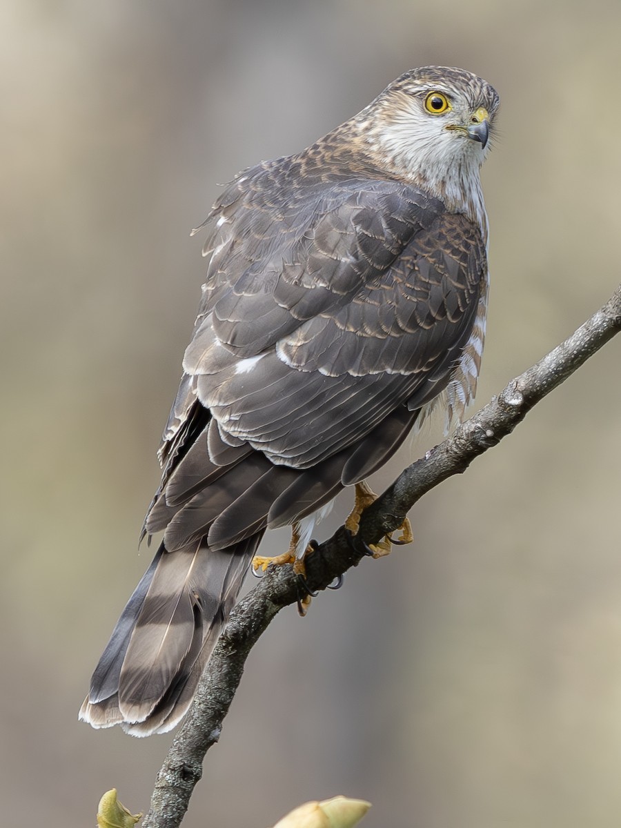 Sharp-shinned Hawk (Northern) - Peter Kondrashov