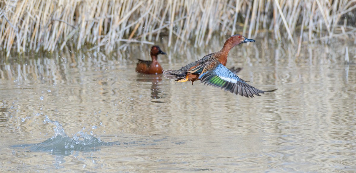 Green-winged Teal - ML617682514