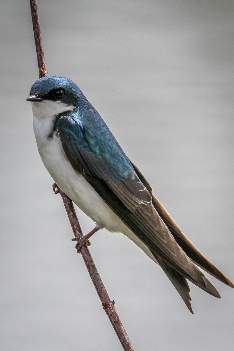 Tree Swallow - ML617682515