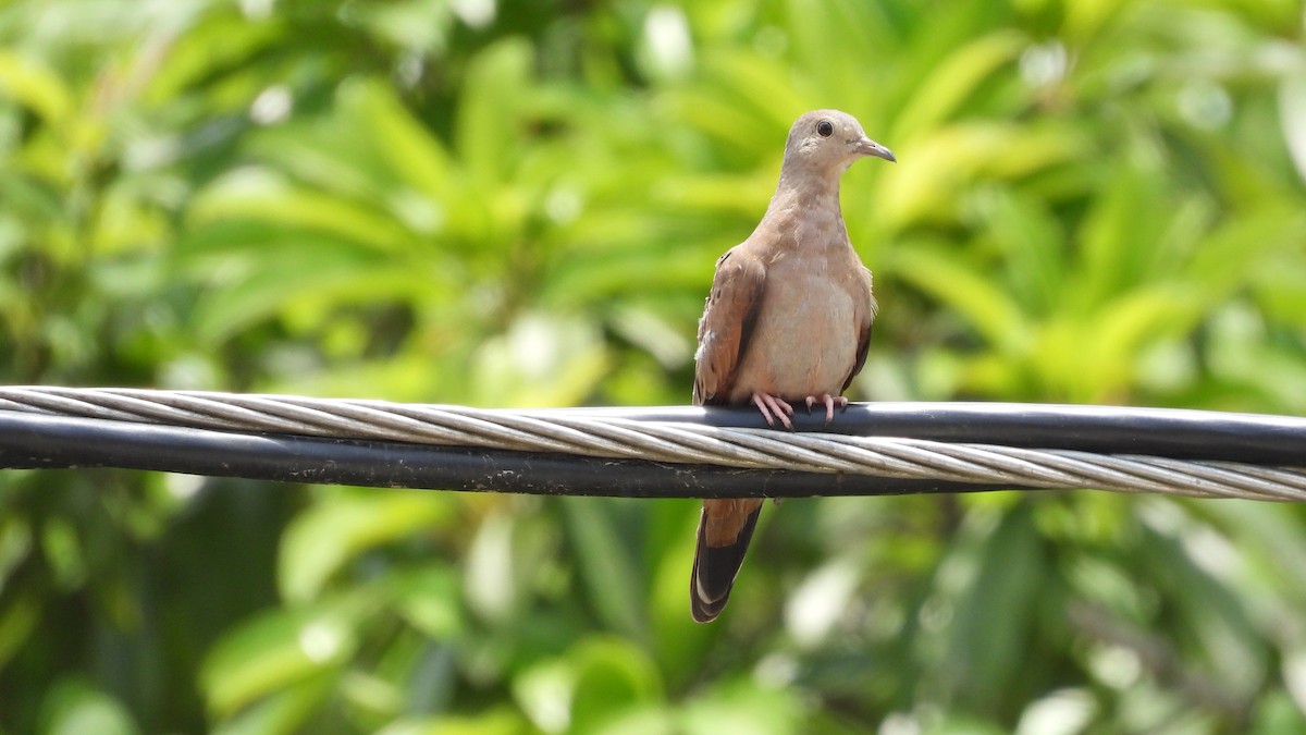 White-tipped Dove - ML617682529